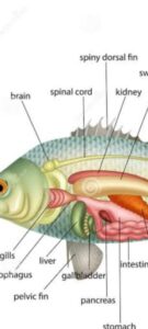 FISH KIDENY, SIR Ganga Ram Hospital